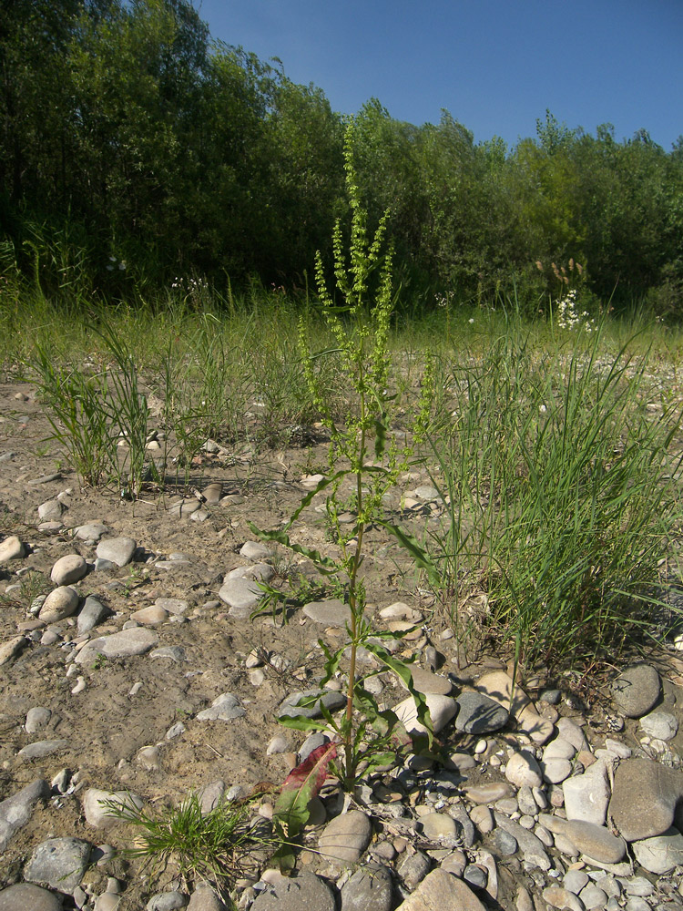 Изображение особи Rumex stenophyllus.