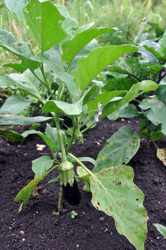 Image of Solanum melongena specimen.