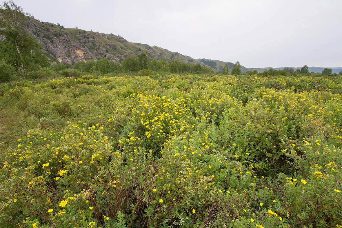 Изображение особи Dasiphora fruticosa.