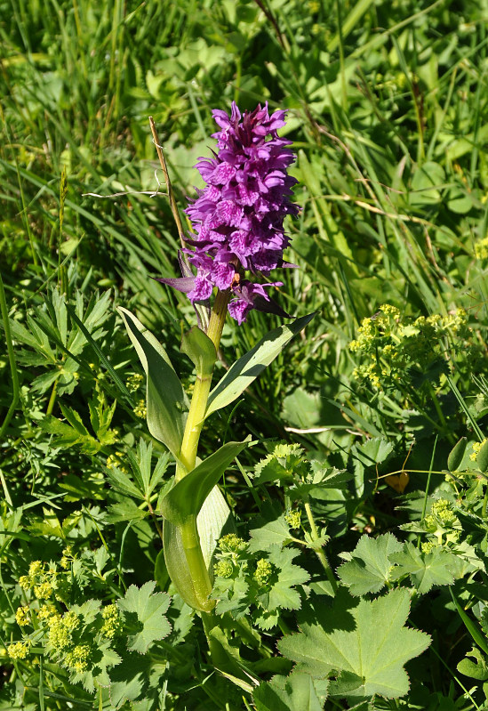 Изображение особи Dactylorhiza euxina.