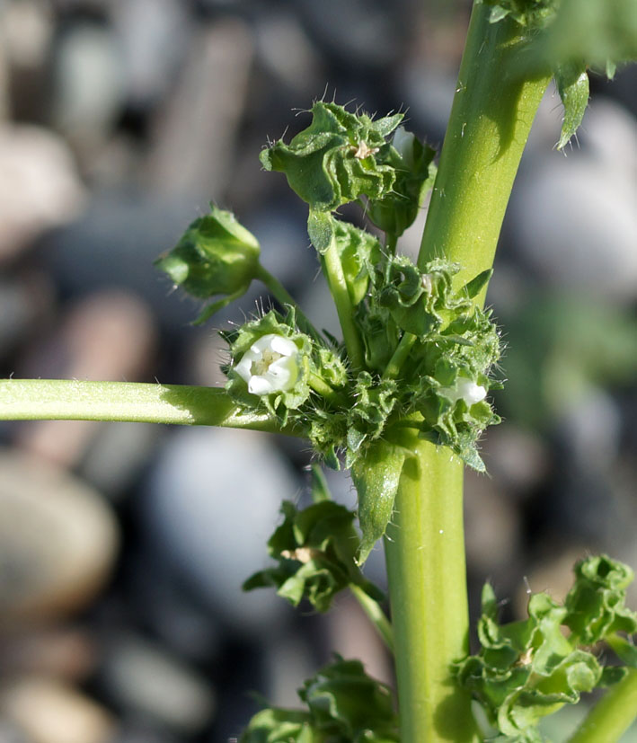 Image of Malva pusilla specimen.