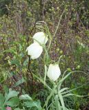 Fritillaria verticillata