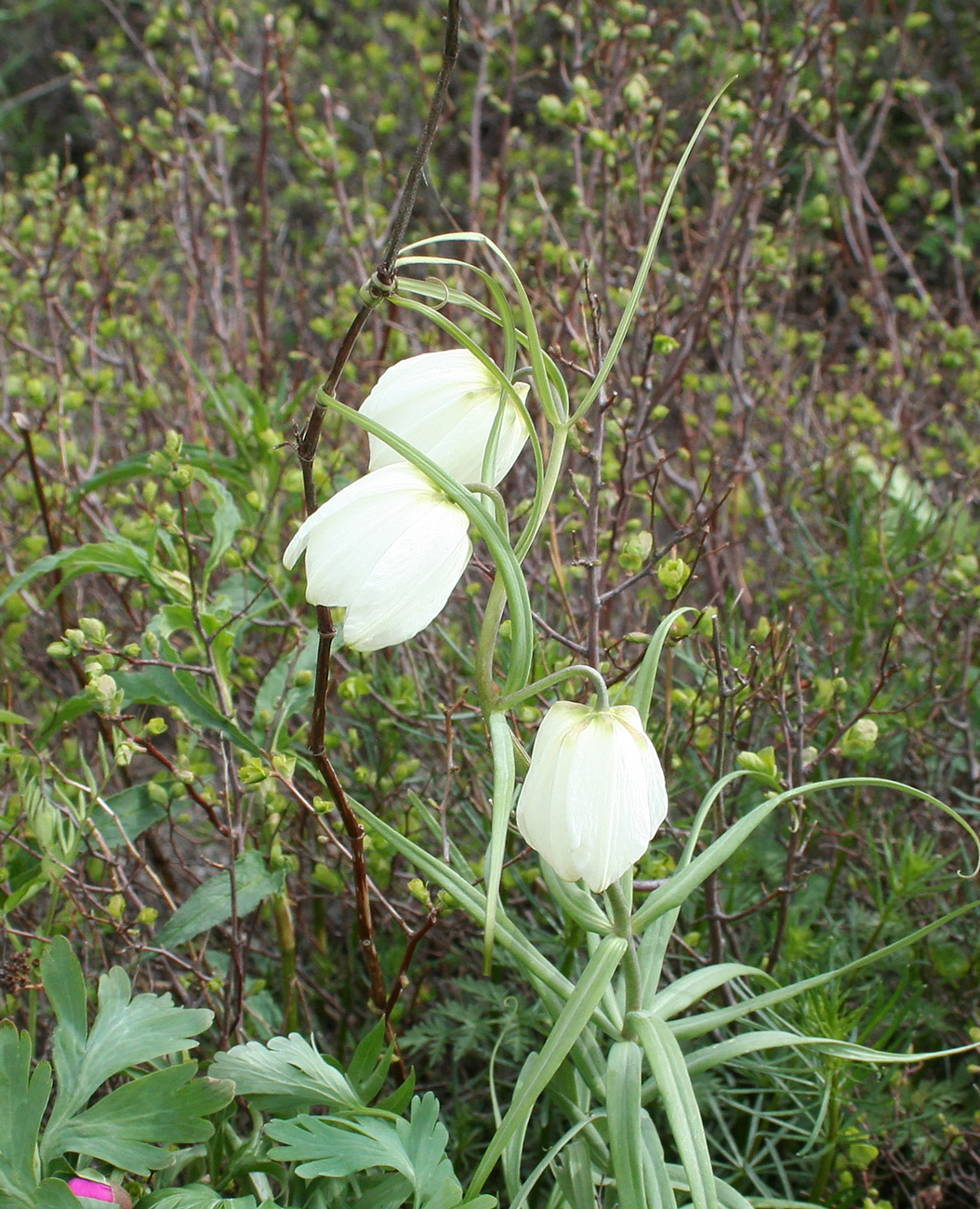 Изображение особи Fritillaria verticillata.