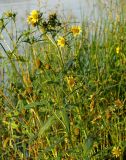 Bidens cernua var. radiata