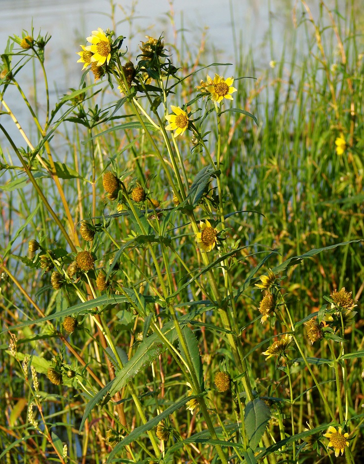 Image of Bidens cernua var. radiata specimen.