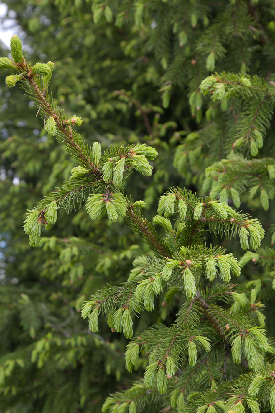 Изображение особи Picea obovata.