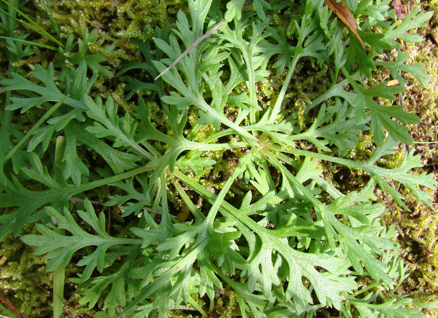 Image of Chrysanthemum zawadskii specimen.