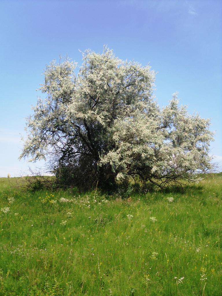 Image of Elaeagnus angustifolia specimen.