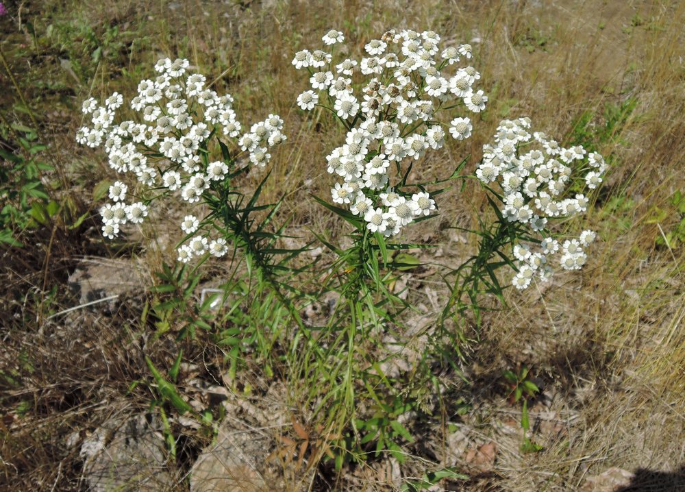 Изображение особи Achillea acuminata.