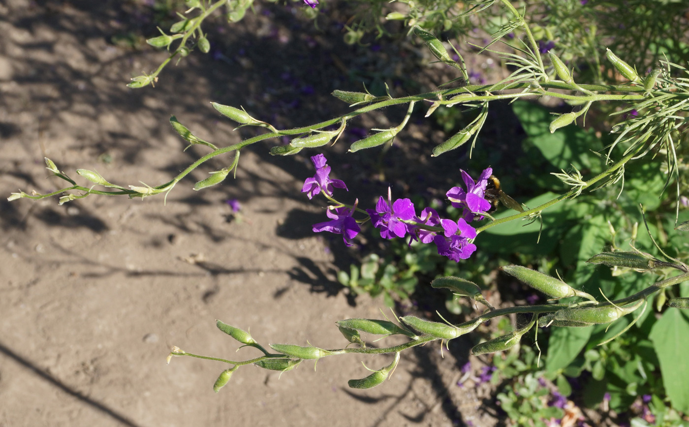 Изображение особи Delphinium ajacis.