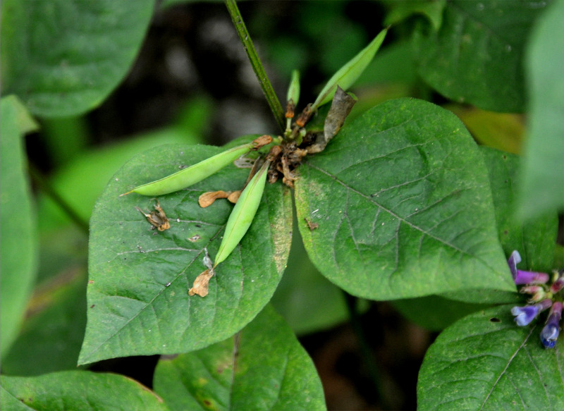 Image of Vicia ohwiana specimen.