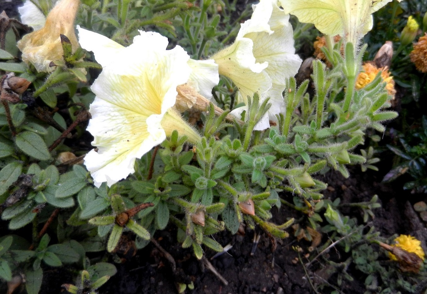 Изображение особи Petunia &times; hybrida.