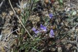 Polygala tenuifolia. Верхушки цветущего растения. Иркутская обл., о. Ольхон, лесостепь в р-не пос. Узуры. 26.07.2007.