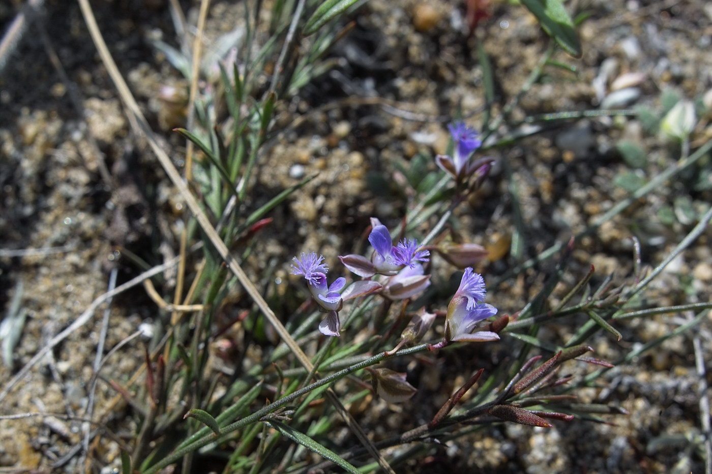 Изображение особи Polygala tenuifolia.