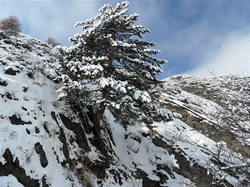 Изображение особи Pinus sylvestris ssp. hamata.