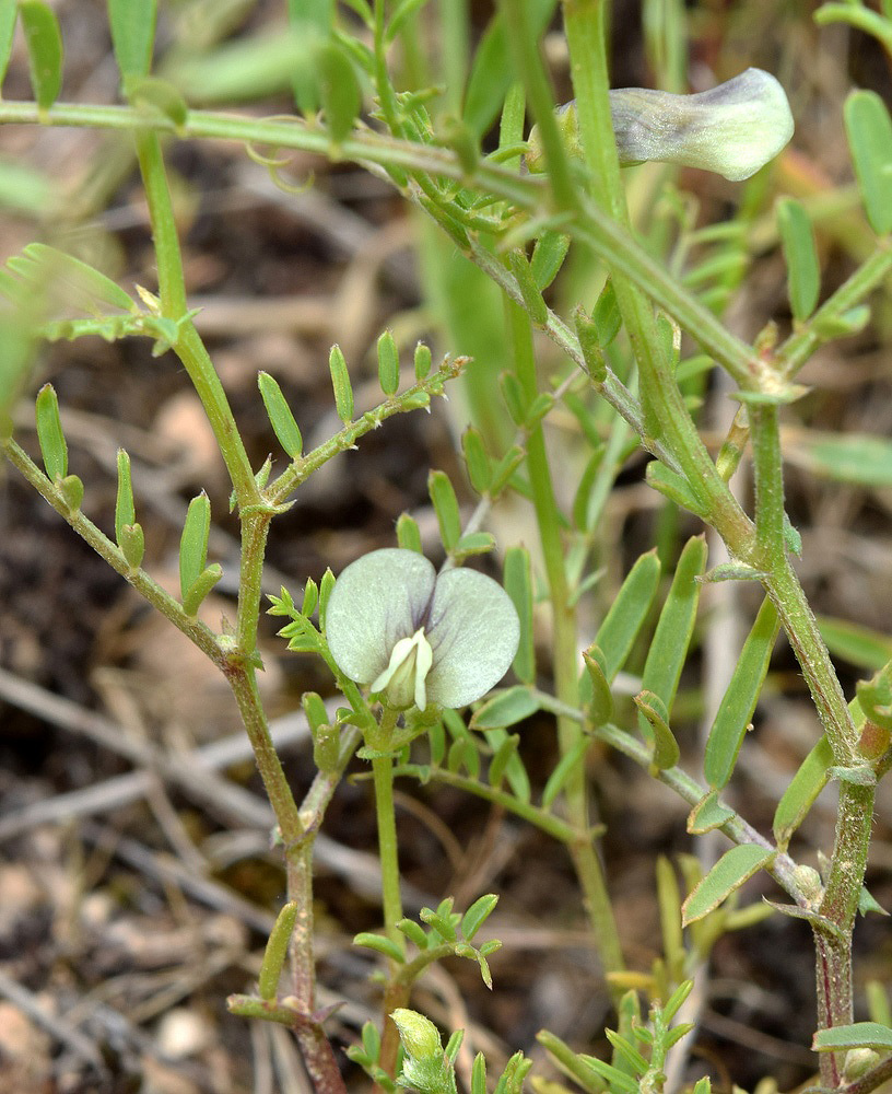 Изображение особи Vicia michauxii.