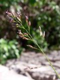 Festuca pratensis. Соцветие. Свердловская обл., окр. г. Североуральск, подножие скал Грюнвальдта. 19.06.2015.