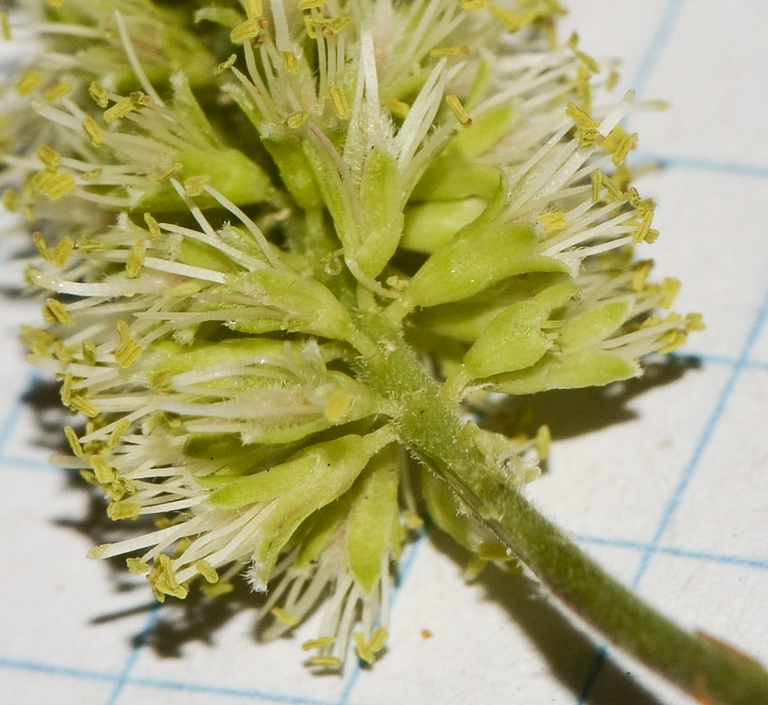 Image of Prosopis juliflora specimen.