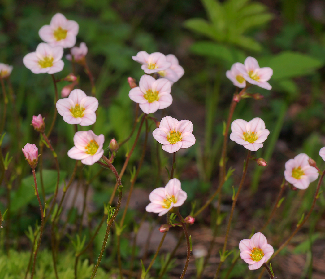 Image of Saxifraga &times; arendsii specimen.