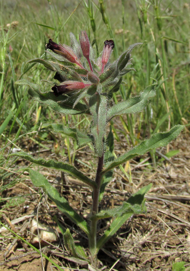 Image of Nonea rossica specimen.