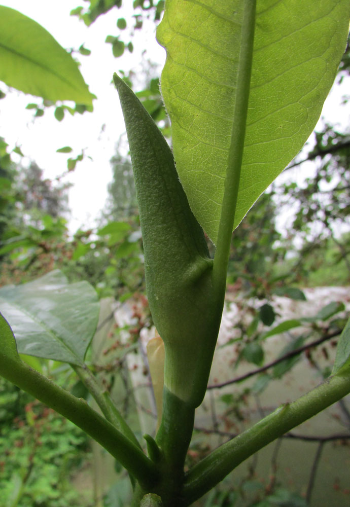 Image of Magnolia tripetala specimen.