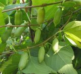 Actinidia polygama