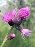 Cirsium rivulare