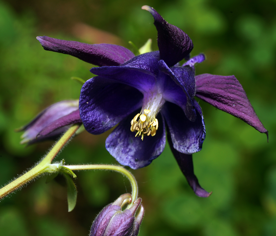 Изображение особи Aquilegia vulgaris.