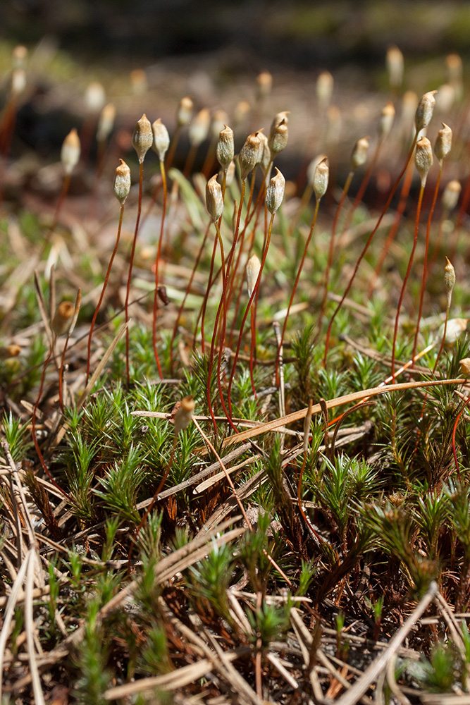 Image of Polytrichum strictum specimen.