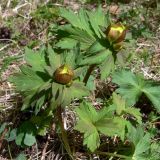 Trollius europaeus