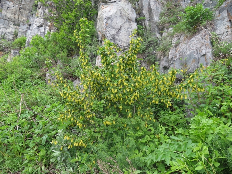 Image of Berberis amurensis specimen.