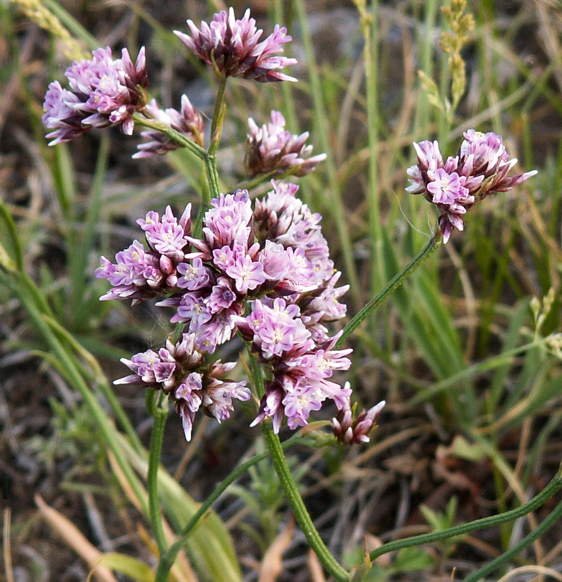 Image of Limonium flexuosum specimen.