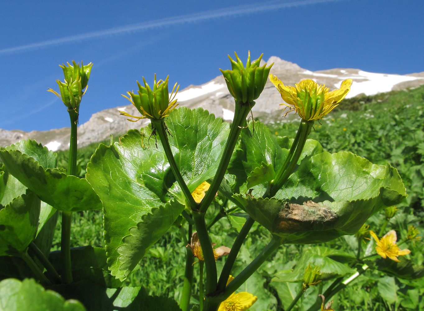 Image of Caltha polypetala specimen.