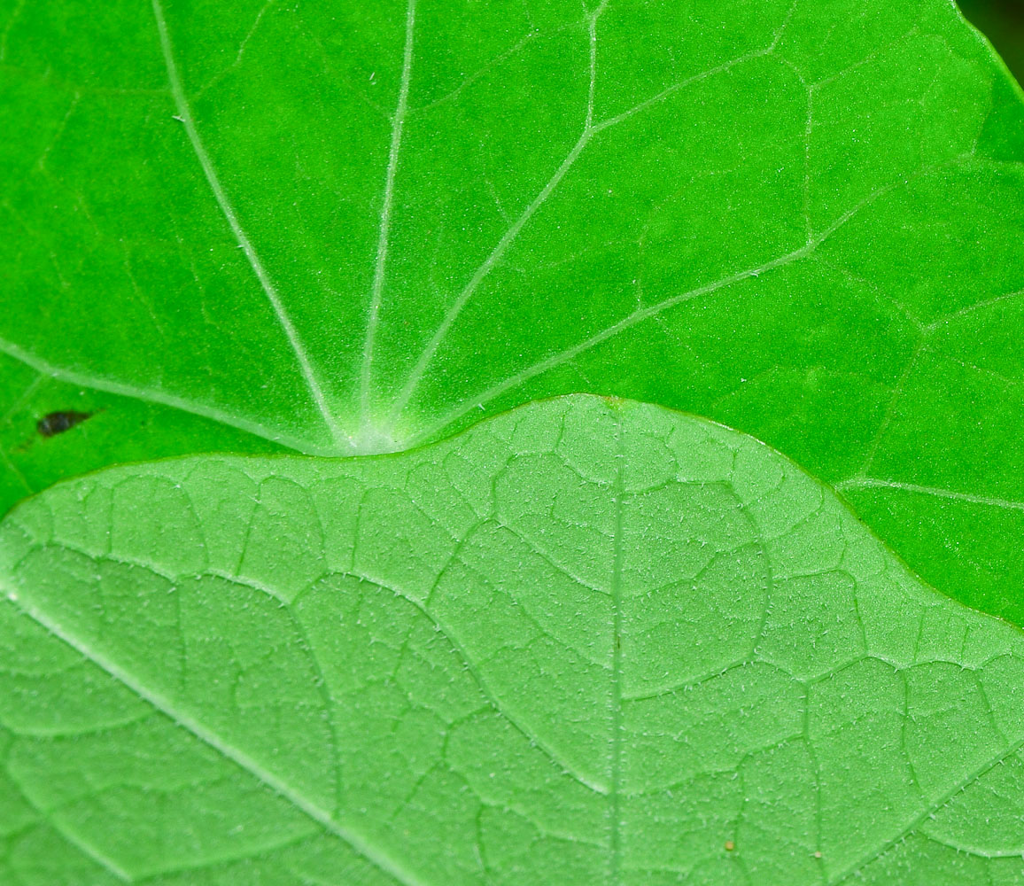 Изображение особи Tropaeolum majus.