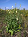 Digitalis grandiflora