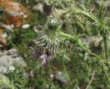 Cirsium echinus