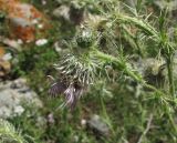 Cirsium echinus. Верхушка побега с соцветиями. Кабардино-Балкария, Эльбрусский р-н, окр. с. Эльбрус, ок. 1800 м н.у.м., склон горы. 13.07.2016.
