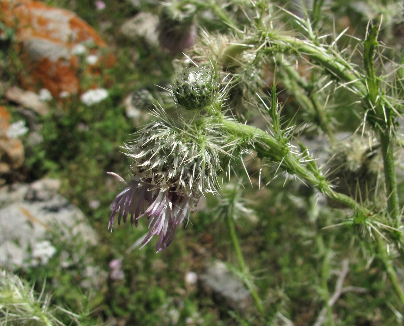 Изображение особи Cirsium echinus.