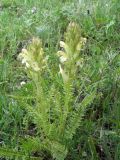 Pedicularis dubia. Цветущее растение. Кыргызстан, Ошская обл, Алайский р-н, Алайский хр., верховья р. Гульча под пер. Талдык, выше с. Ак-Босого, ≈ 2800 м н.у.м. 29 мая 2016 г.