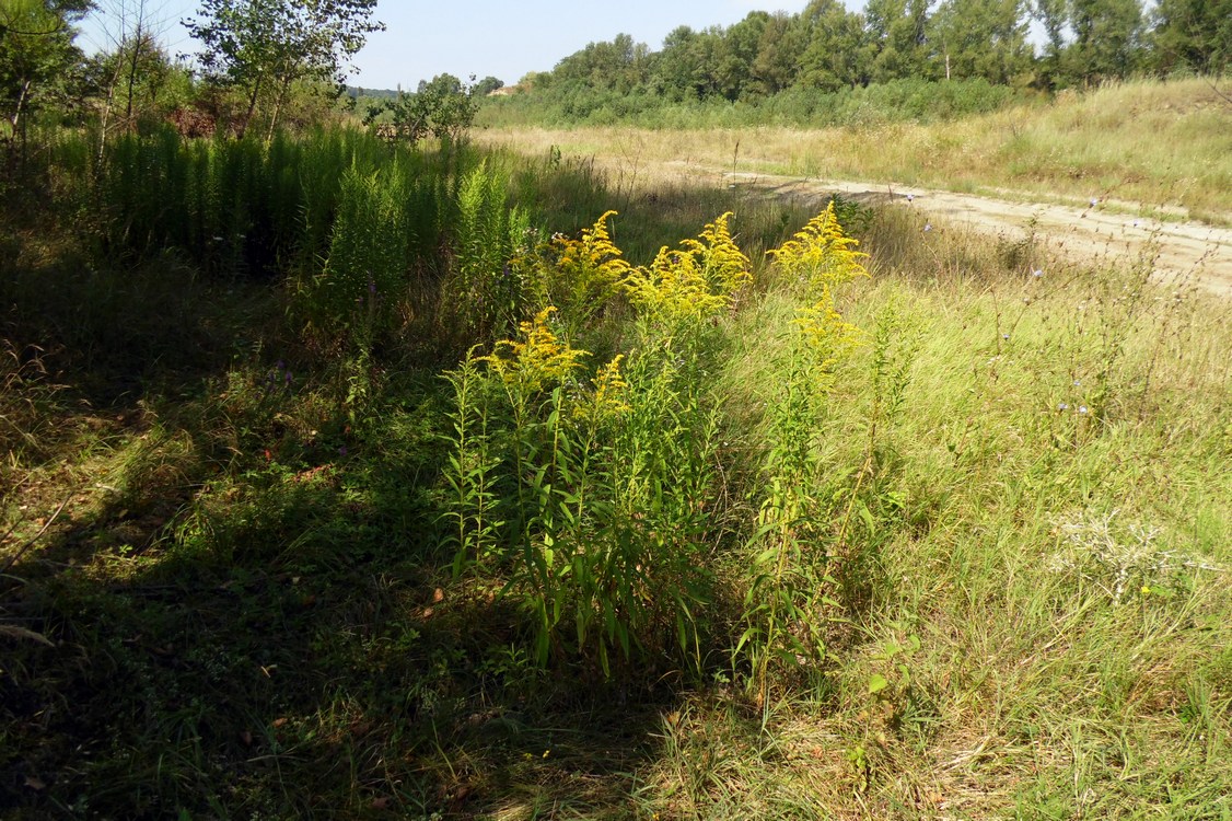 Image of Solidago canadensis specimen.