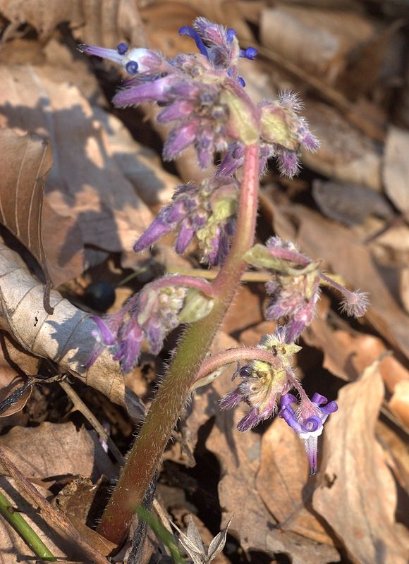 Изображение особи Trachystemon orientalis.