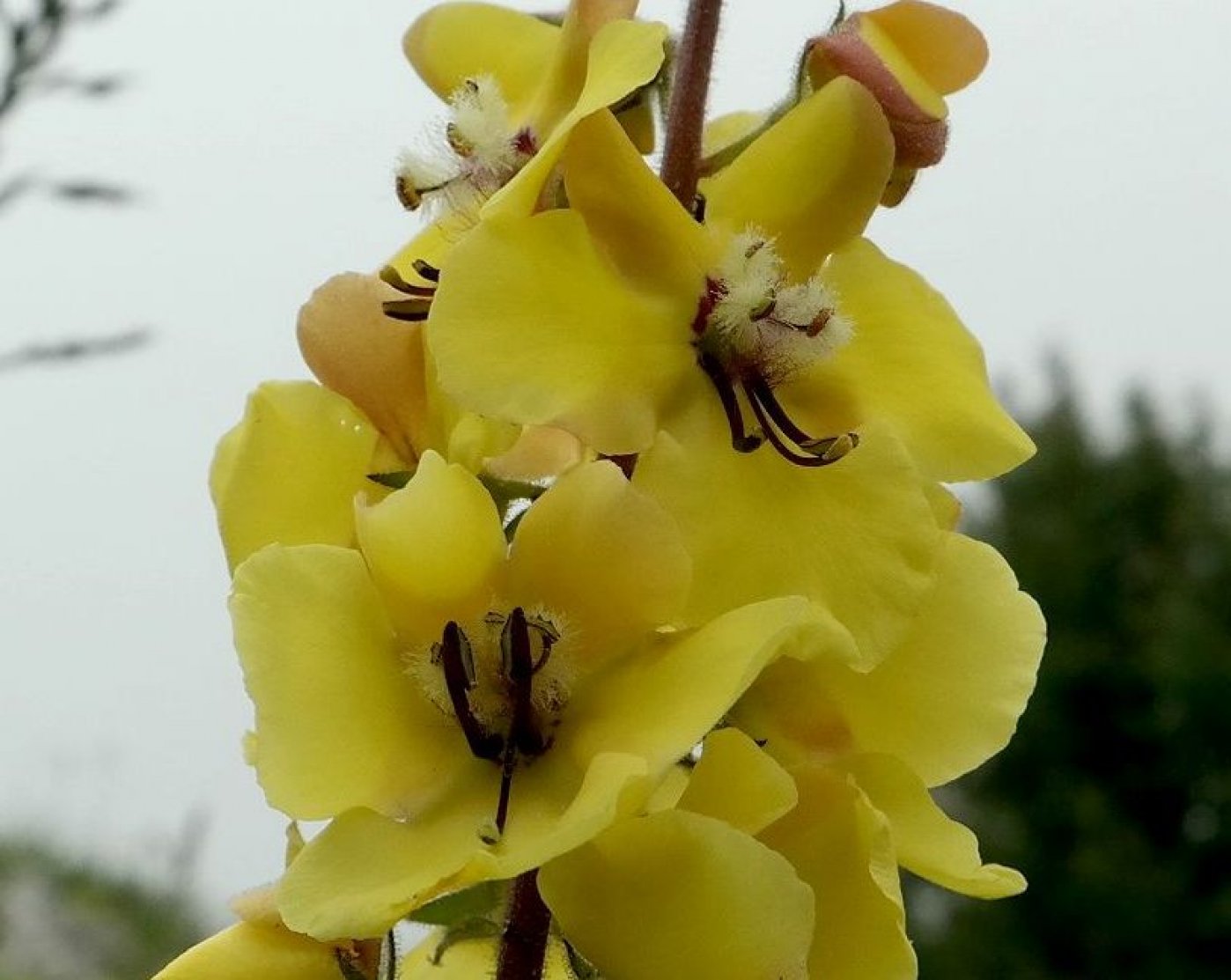 Изображение особи Verbascum spectabile.