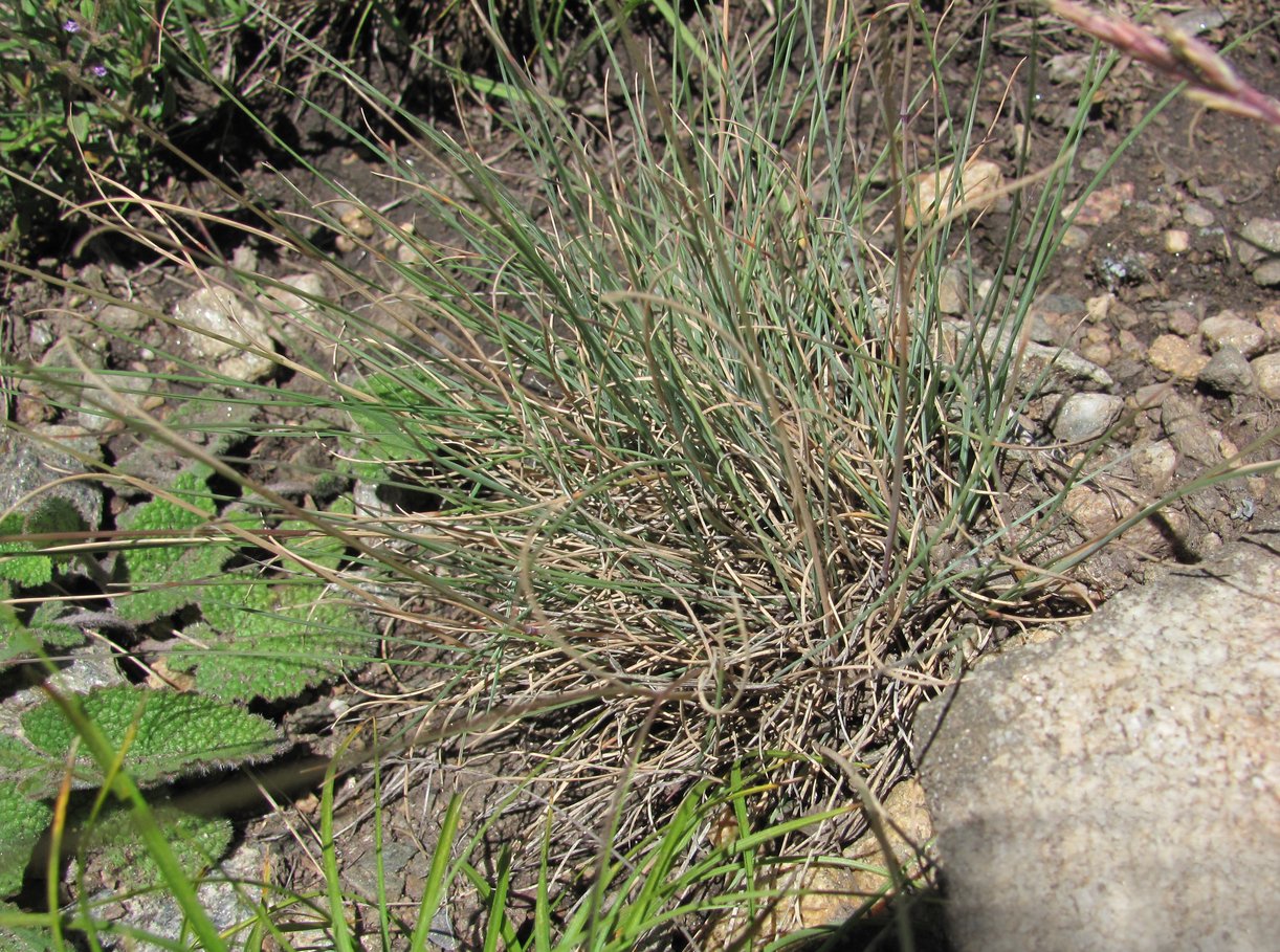 Изображение особи род Festuca.