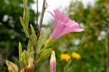 Calystegia dahurica