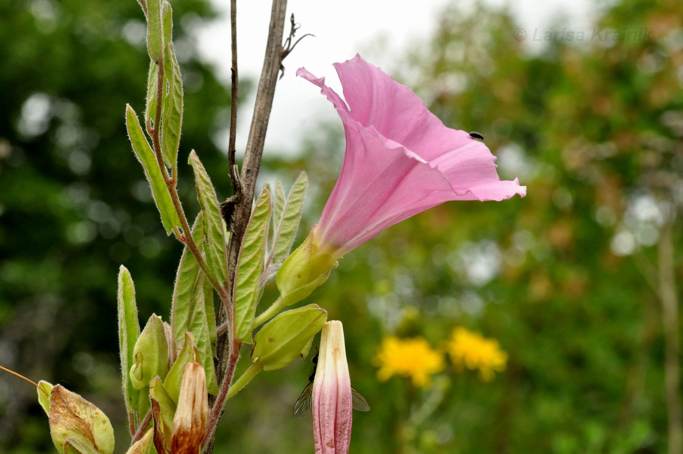 Изображение особи Calystegia dahurica.