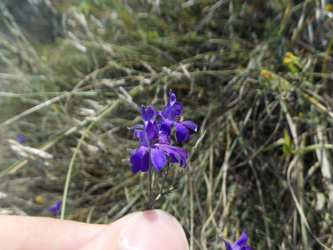 Image of Delphinium consolida specimen.