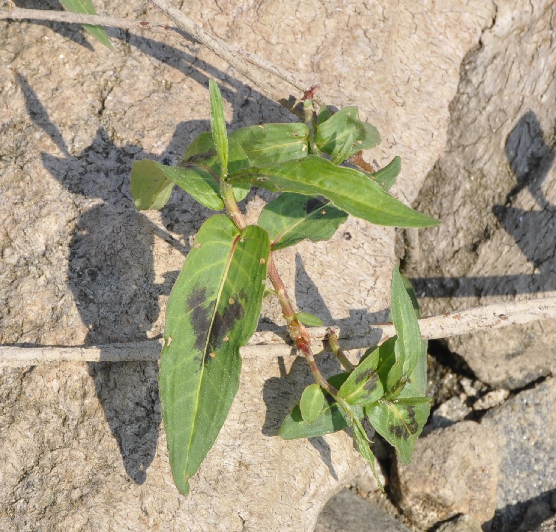 Image of genus Persicaria specimen.