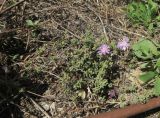 Drosanthemum floribundum