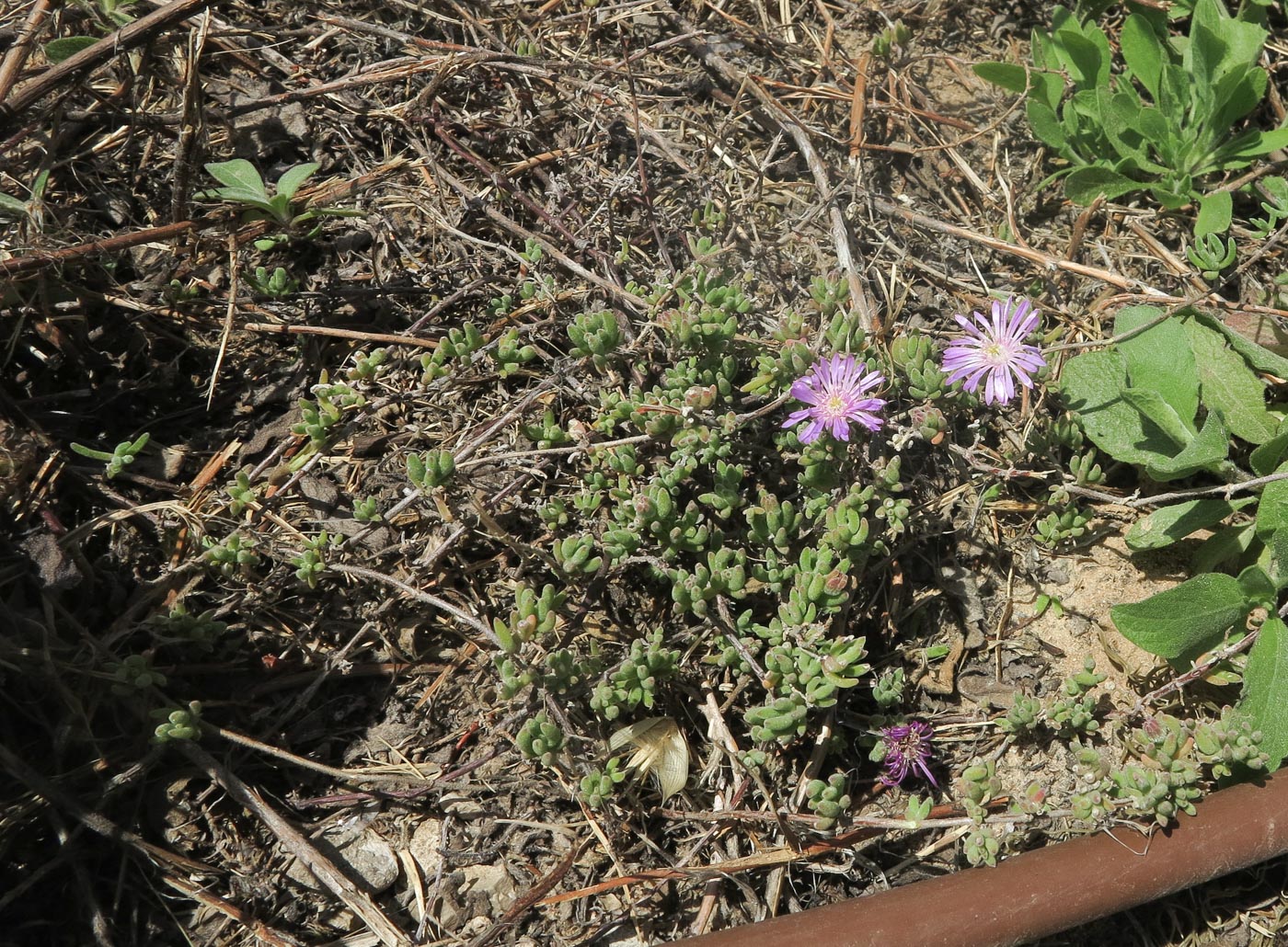 Изображение особи Drosanthemum floribundum.