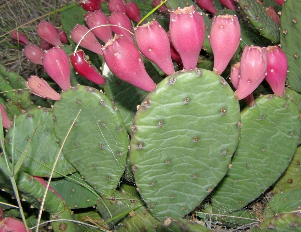 Image of Opuntia humifusa specimen.